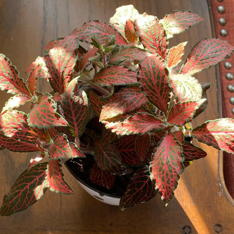 plant image 1214517