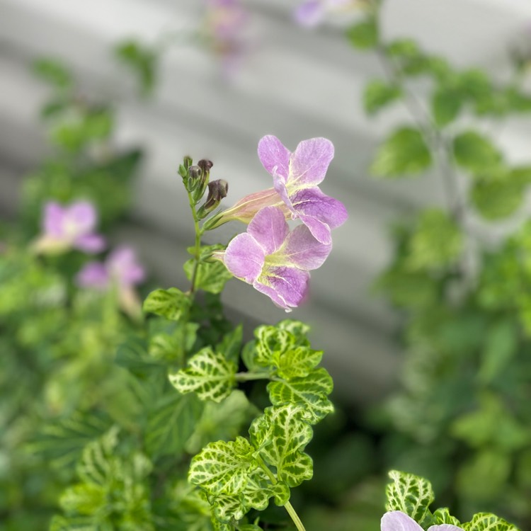 plant image 1265300