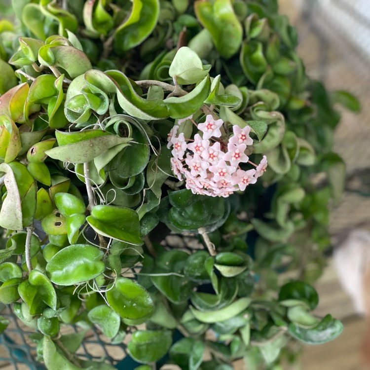 plant image 1281754 plant image 1281754
