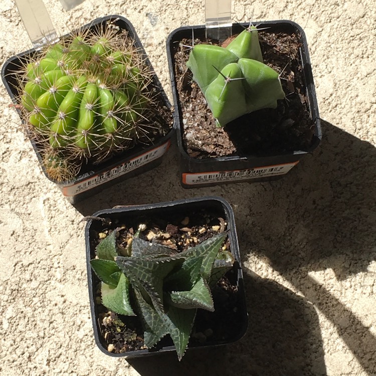 Plant image Haworthia venosa
