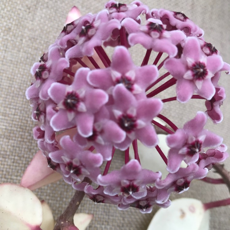 plant image 774391