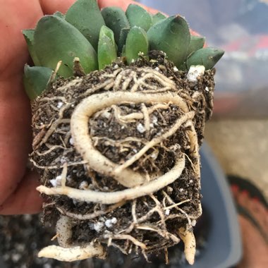Haworthia mutica syn. Haworthia retusa var. mutica