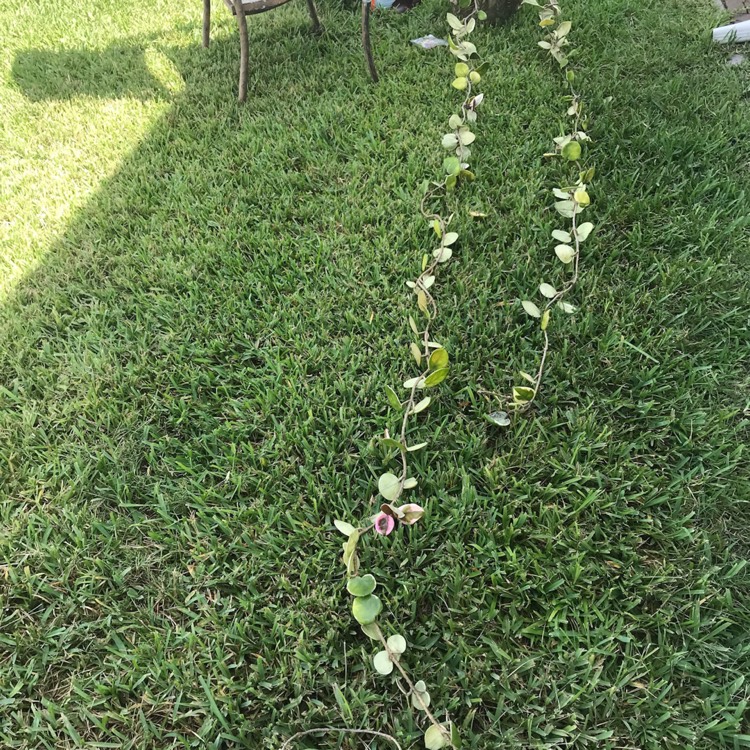 plant image 788636