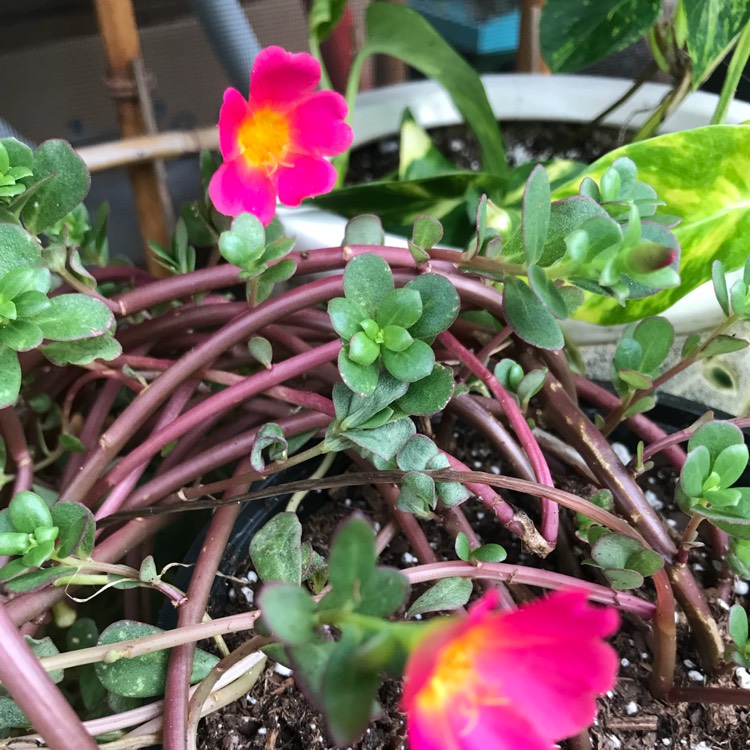 Plant image Portulaca grandiflora 'Sundial Fuchsia'