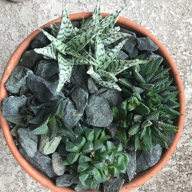 Haworthia
