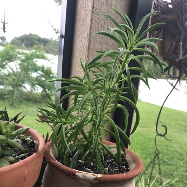 Peperomia Ferreyrae