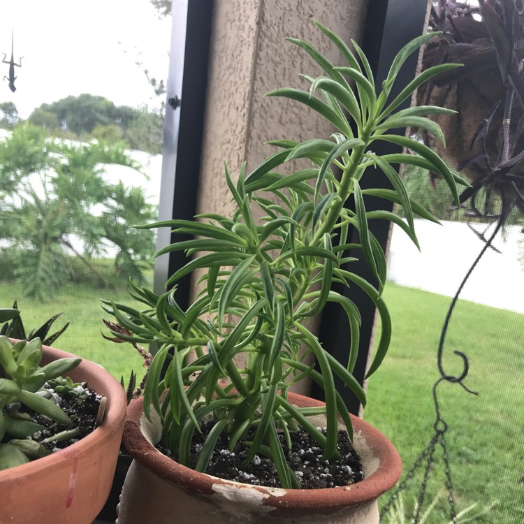 plant image 834556