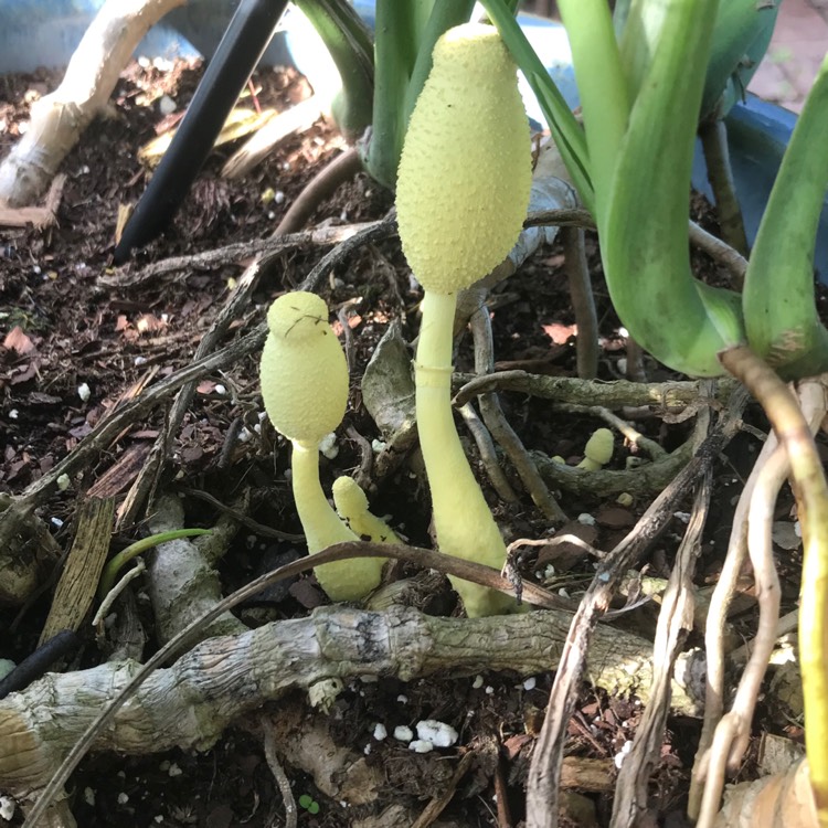 Plant image Various