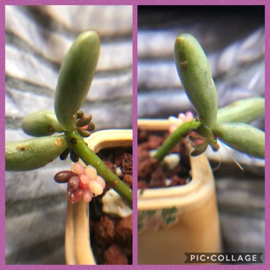 Sedum Rubrotinctum