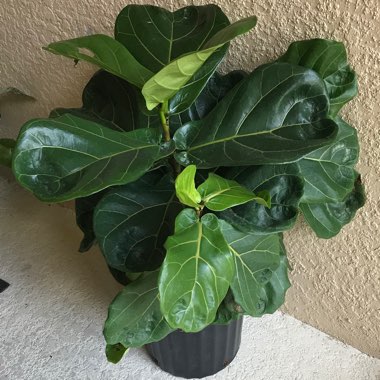 Ficus lyrata