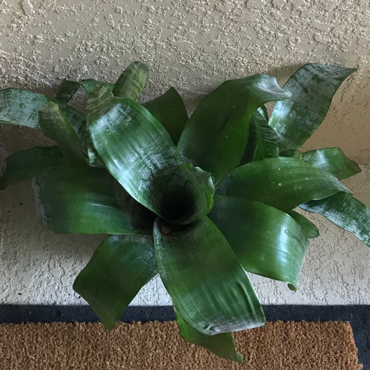 plant image 848934