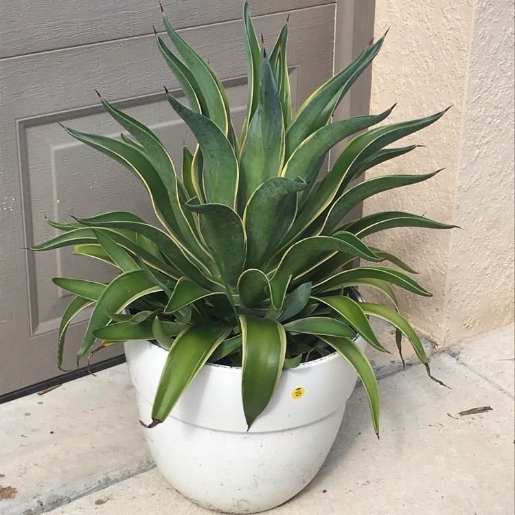 Plant image Agave desmettiana Variegata