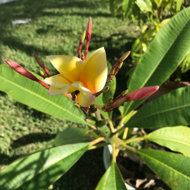 Plumeria