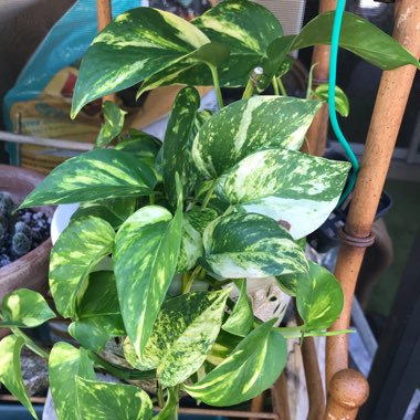 Epipremnum aureum 'Manjula' syn. Epipremnum aureum 'Happy Leaf'