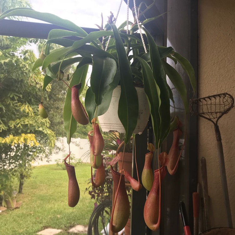 Plant image Nepenthes 'Alata'