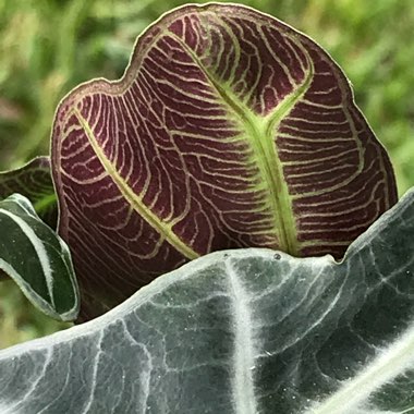 Alocasia x amazonica 'Polly'