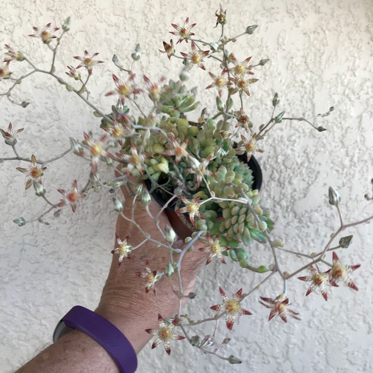 plant image 979886