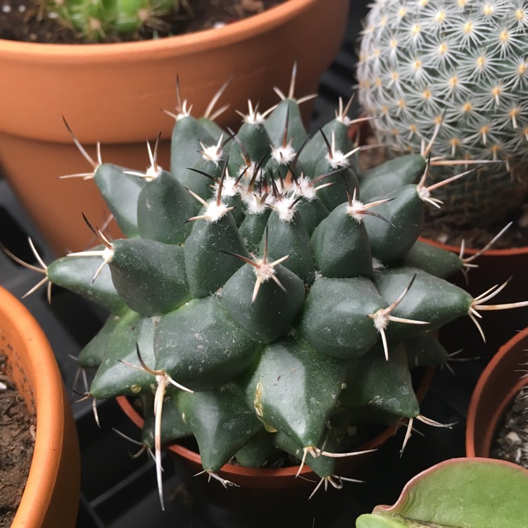 Plant image Mammillaria Magnimamma