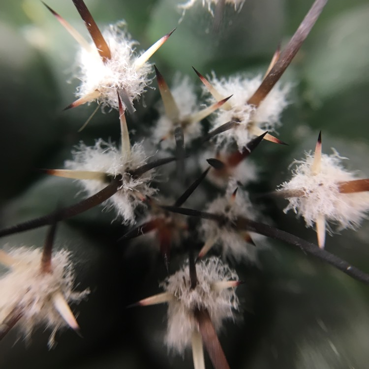 Plant image Mammillaria Magnimamma