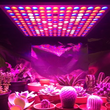 Kaleb's garden