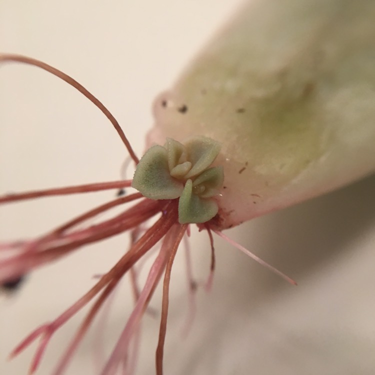plant image 607205 plant image 607205