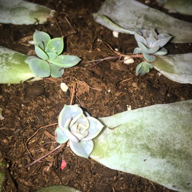Echeveria 'Lilacina'