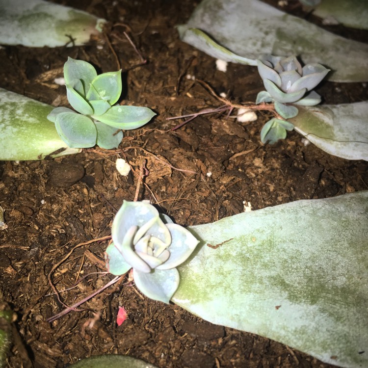 plant image 637745 plant image 637745