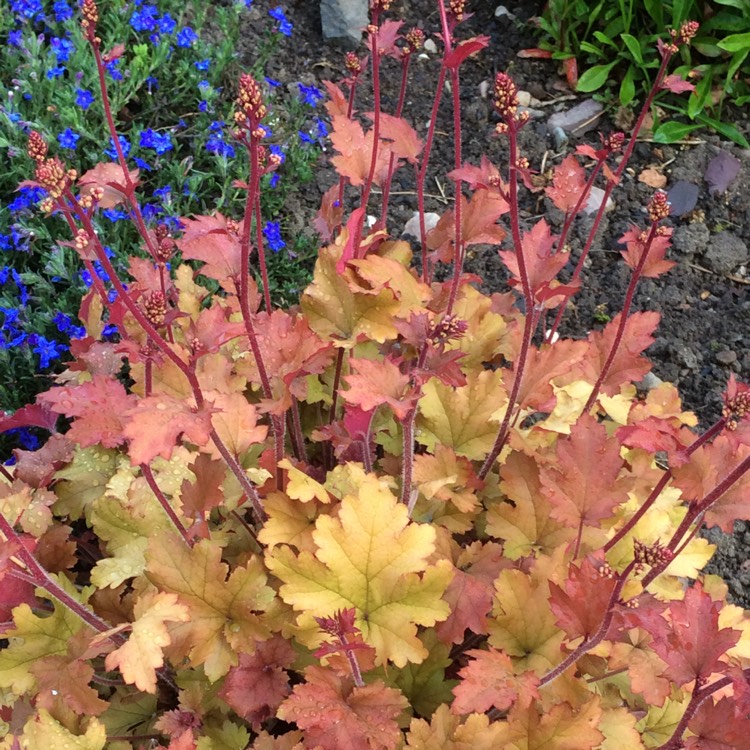 plant image 706659
