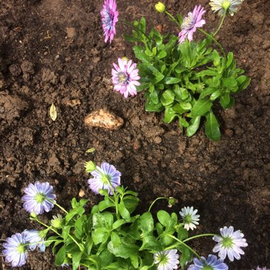 Osteospermum '3D 'Silver'