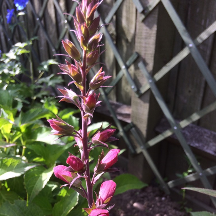 Plant image Digitalis Illumination Series