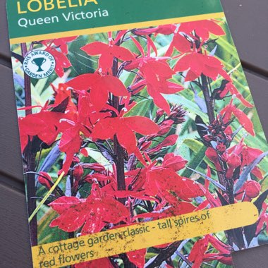 Cardinal Flower 'Queen Victoria'