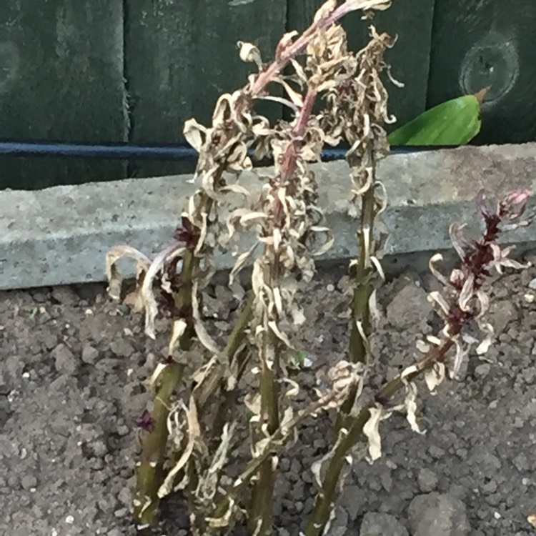 plant image 810593 plant image 810593