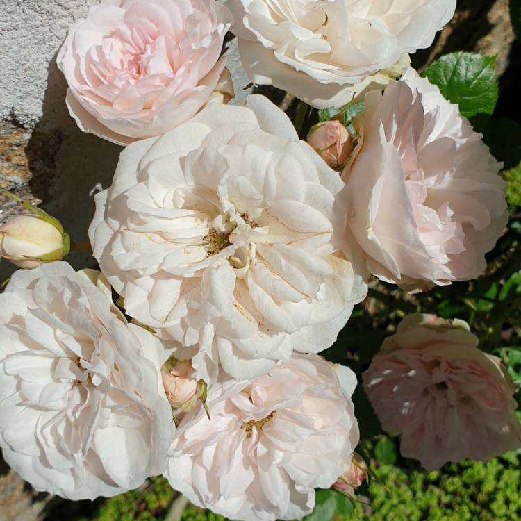 Plant image Rosa 'Korgeowim' syn. Rosa 'Earth Angel', Rosa 'Christiana', Rosa 'Duchesse Christiana', Rosa 'Herzogin Christiana', Rosa 'La Belle Rouet', Rosa 'Secret Parfuma'