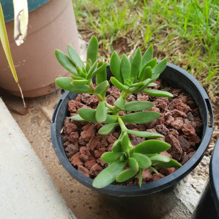 Plant image Crassula 'Red Tipped Butterfly Bush'
