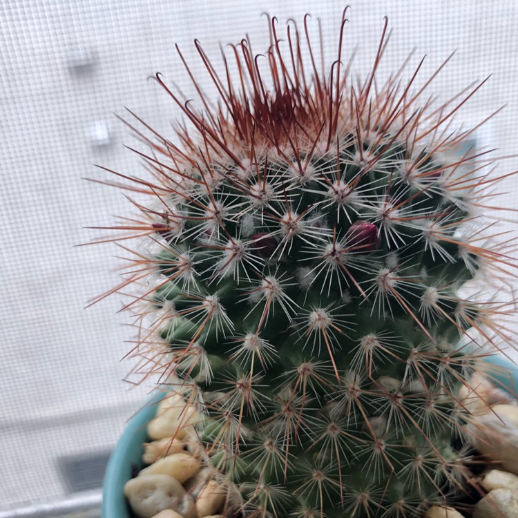 Plant image Mammillaria spinosissima f. rubrispina