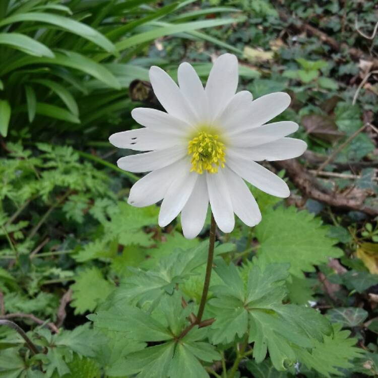 Plant image Anemone blanda 'White Splendour'