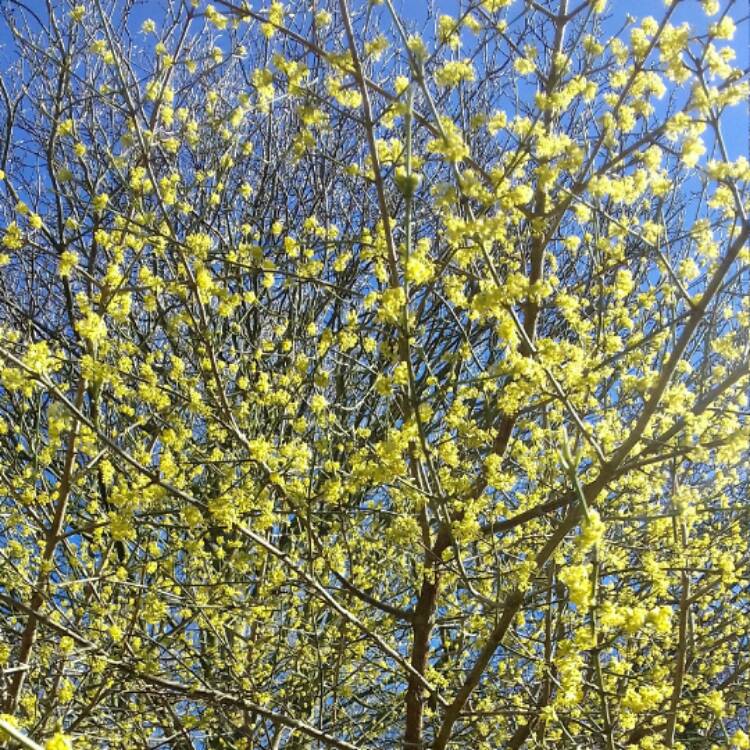 Plant image Cornus Mas