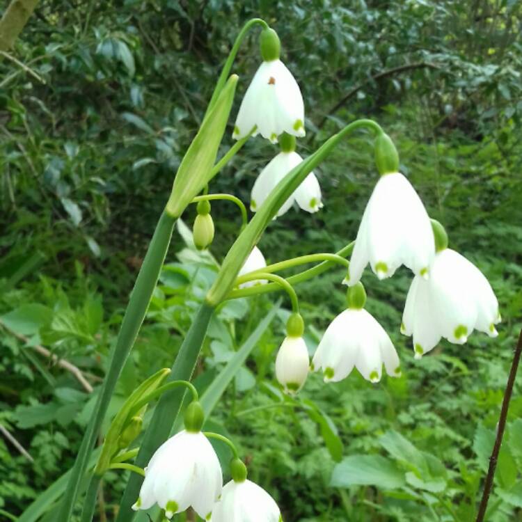 Plant image Leucojum aestivum