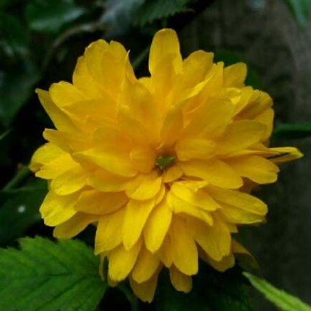 Plant image Kerria japonica 'Pleniflora'