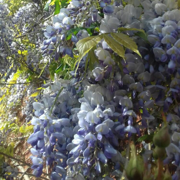 Plant image Wisteria sinensis