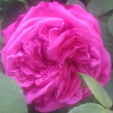Rose 'Gertrude Jekyll' (Shrub)