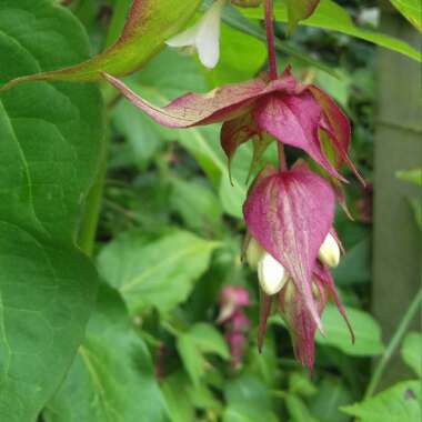 Himalayan Honeysuckle