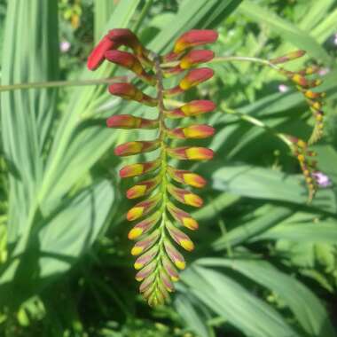 Montbretia 'Lucifer'