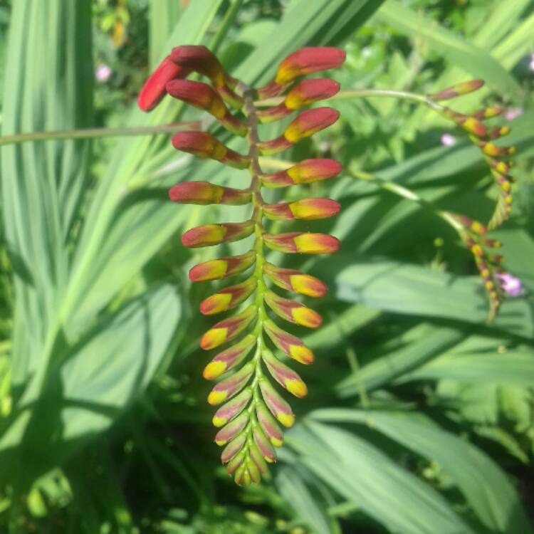 plant image 472027