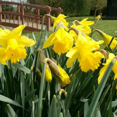 Daffodil