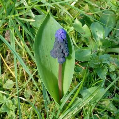 Grape Hyacinth (Species) Armenian Grape Hyacinth