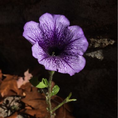 Petunia Surfinia 'Blue Vein'