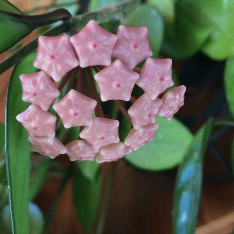 plant image 320770