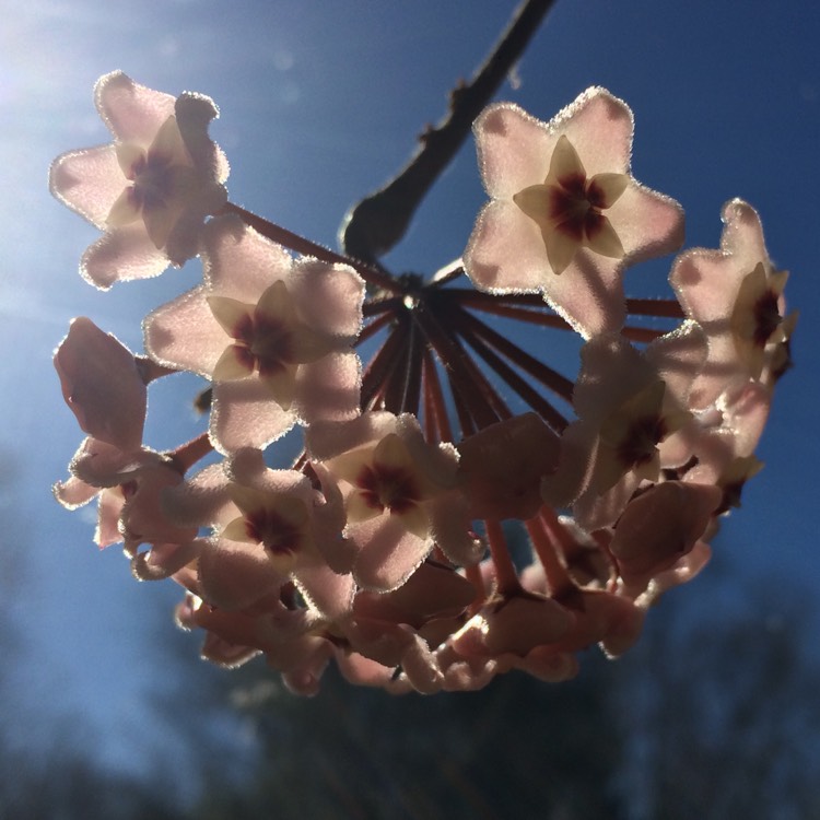 plant image 326769