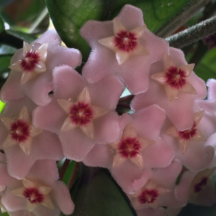 plant image 326773